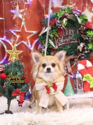 20231221りるちゃん